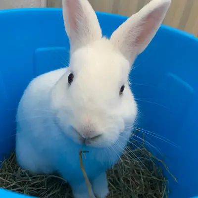 Bene - Animal gardé par Moumousse Pet Sitting à Pélussin et alentours