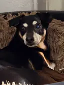 Miniature Bobby