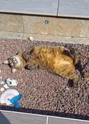 Miniature Fiona
