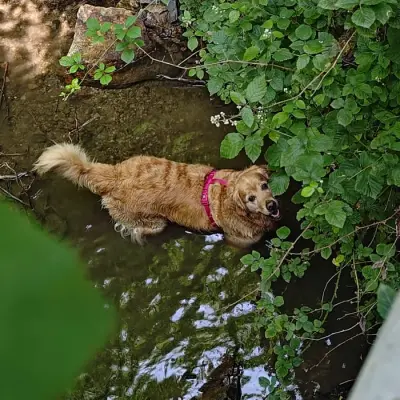 Ginger - Animal gardé par Moumousse Pet Sitting à Pélussin et alentours