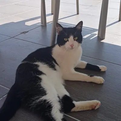 Gipsy - Animal gardé par Moumousse Pet Sitting à Pélussin et alentours