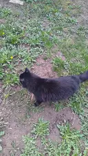 Miniature Luna