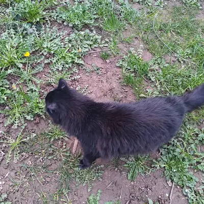 Luna - Animal gardé par Moumousse Pet Sitting à Pélussin et alentours