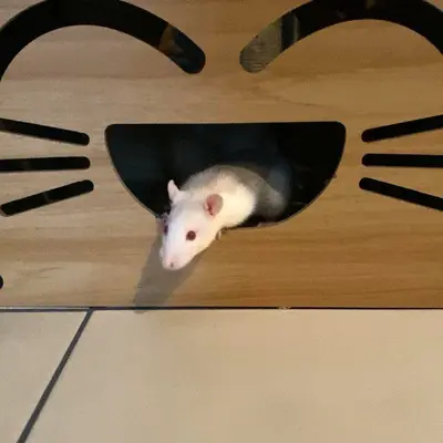 Maki - Animal gardé par Moumousse Pet Sitting à Pélussin et alentours