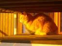 Miniature Moumousse