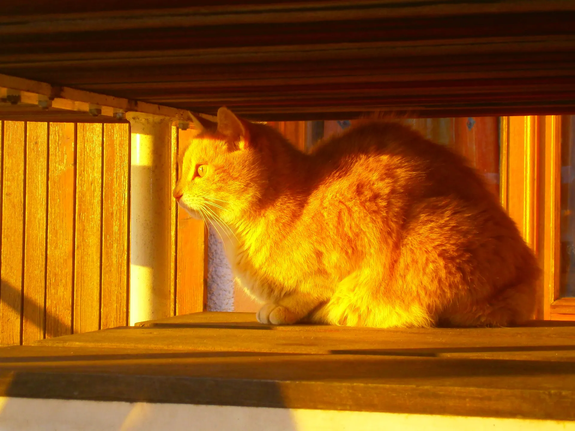 Moumousse