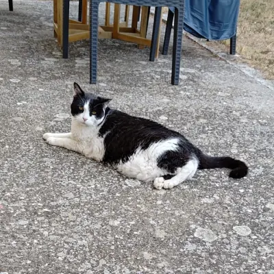 Naska - Animal gardé par Moumousse Pet Sitting à Pélussin et alentours