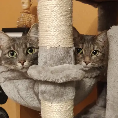 Ottawa & Leïka - Animal gardé par Moumousse Pet Sitting à Pélussin et alentours