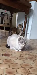 Miniature Paleo & Sacha