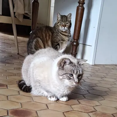 Paleo & Sacha - Animal gardé par Moumousse Pet Sitting à Pélussin et alentours