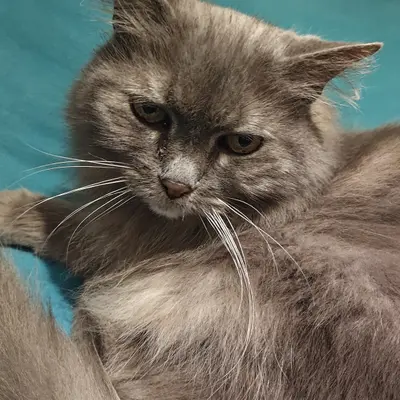 Tiska - Animal gardé par Moumousse Pet Sitting à Pélussin et alentours