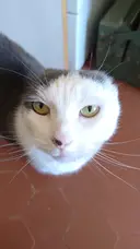 Miniature Wisty
