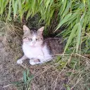 Miniature Zoom